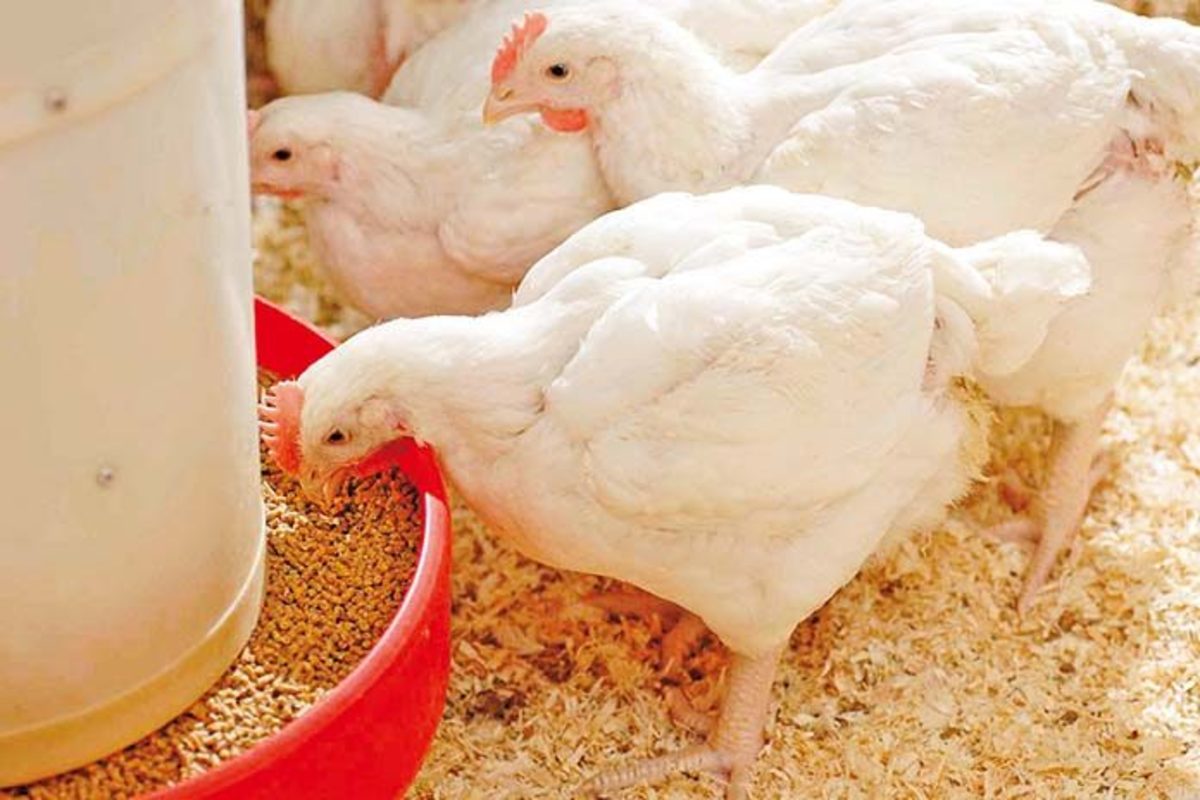 Homemade Poultry Feed