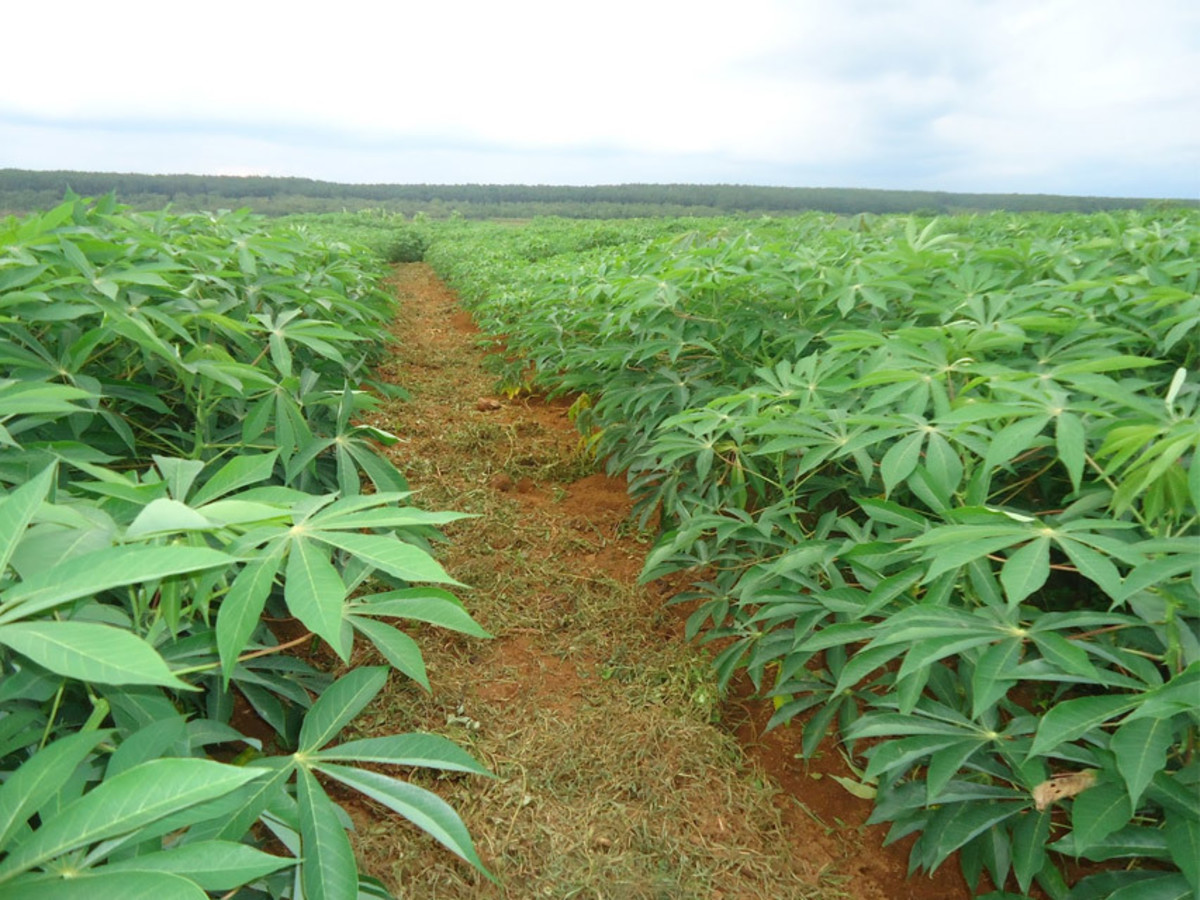 Cassava Cultivation Farming Management and Techniques