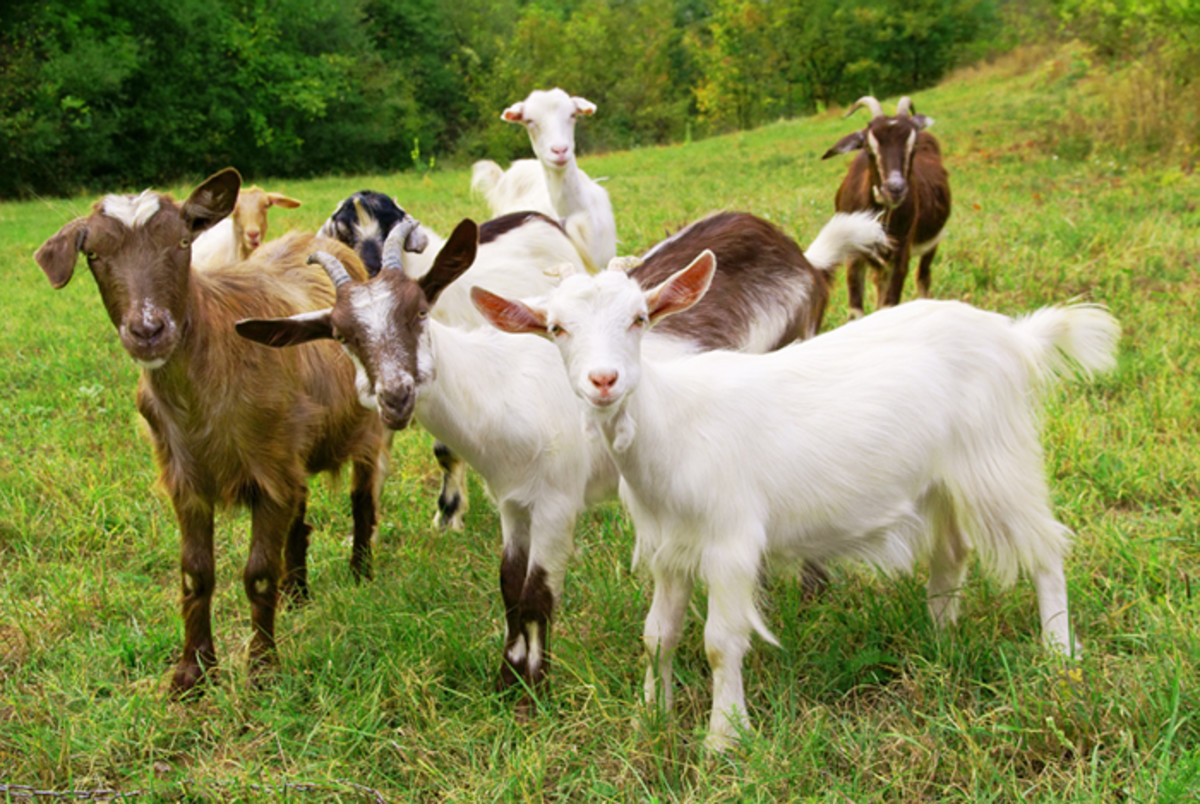 Goat Production Farming and Management Practices