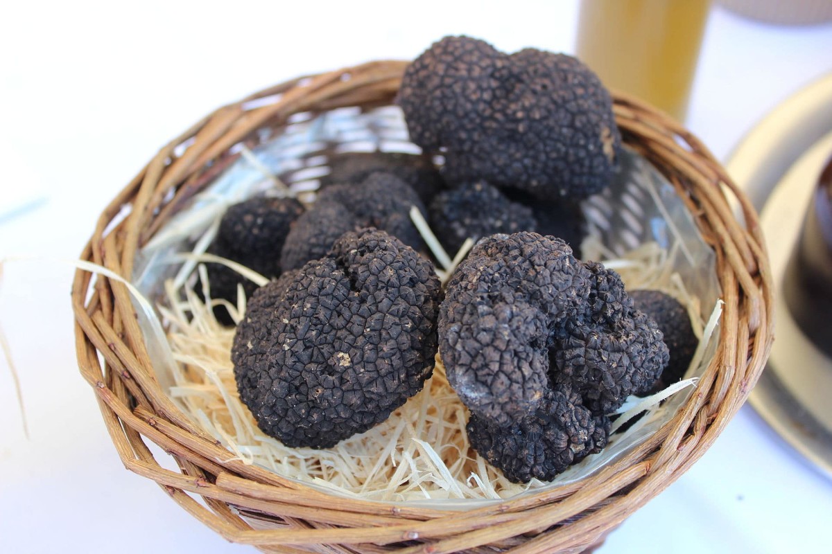truffles-the-rare-delicacy-hidden-by-earth