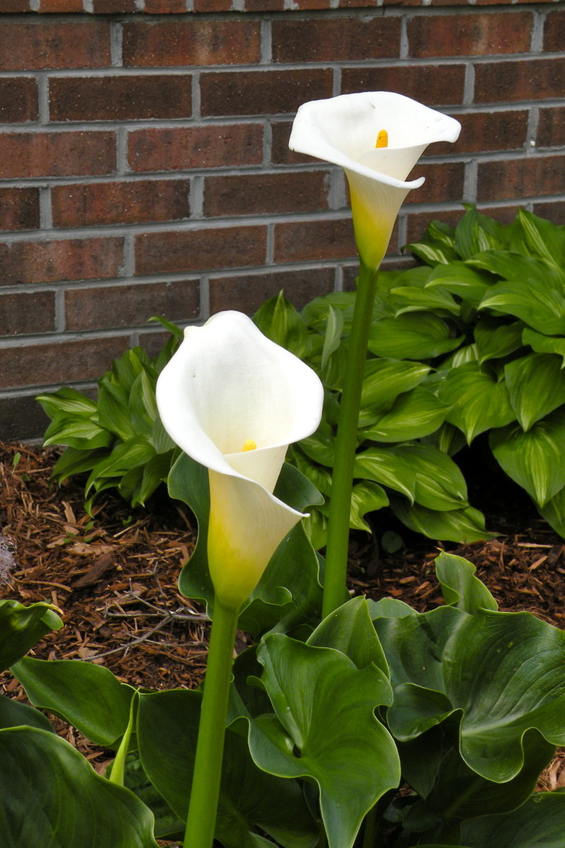 A white calla lily is a most perfect flower. It's understandable why it is a favorite of brides. 