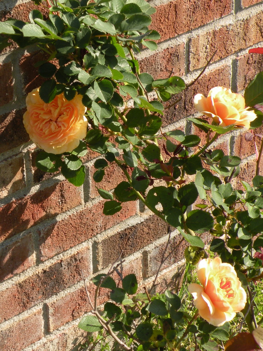 Yellow roses near the brick wall. A reader has identified this rose as a Graham Thomas English Rose.