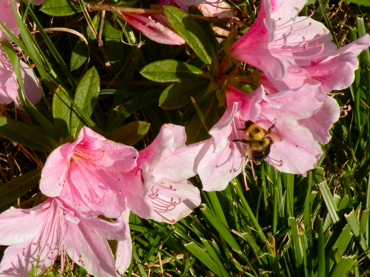 Bumble bees as well as butterflies love to visit the azaleas.