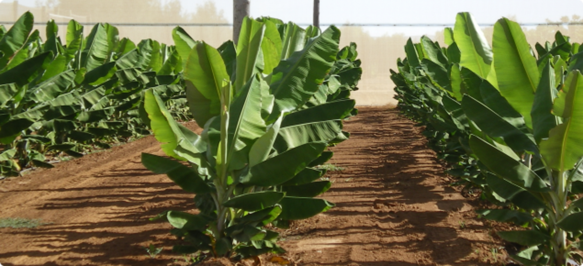 Banana Production Farming and Management