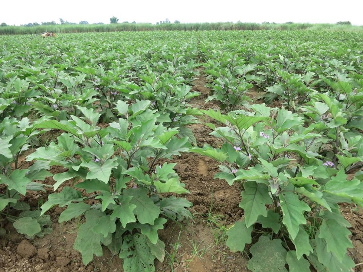 Eggplant Cultivation