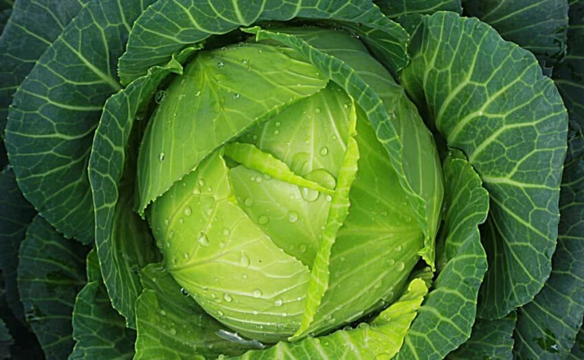 Cabbage Cultivation Farming