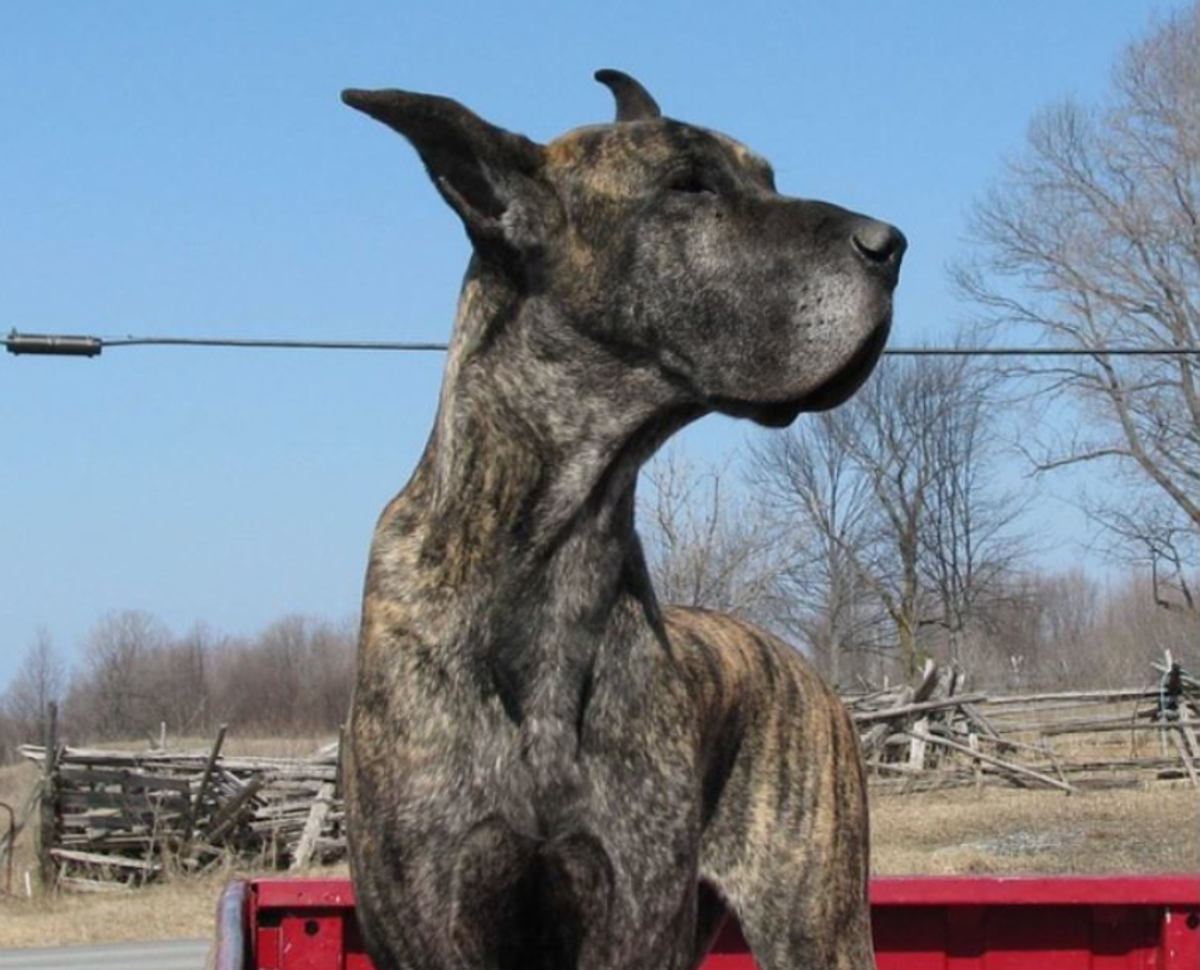 Picture of a brindle great dane