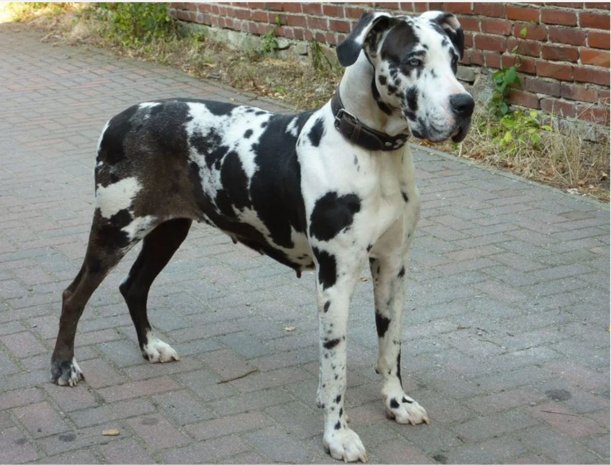 Picture of a harlequin great dane