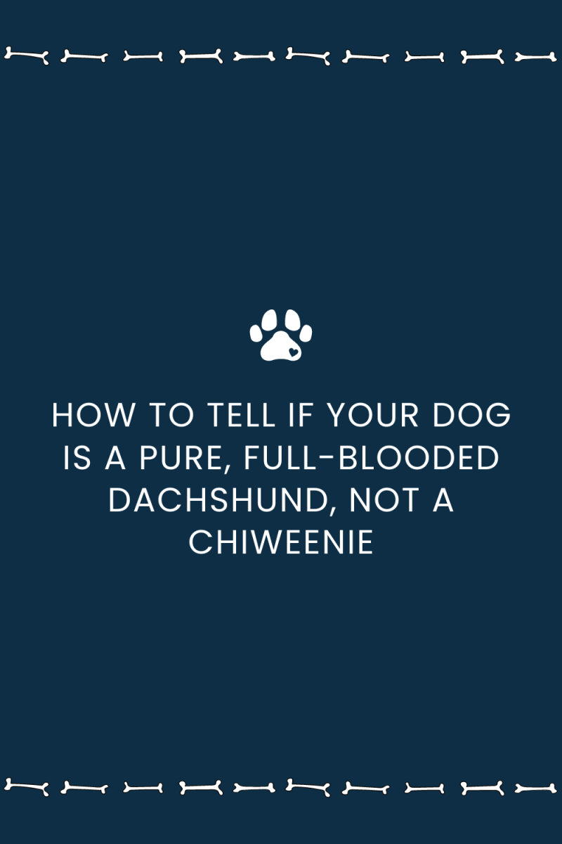 How to Tell if Your Dog Is a Pure, Full-Blooded Dachshund, Not a Chiweenie