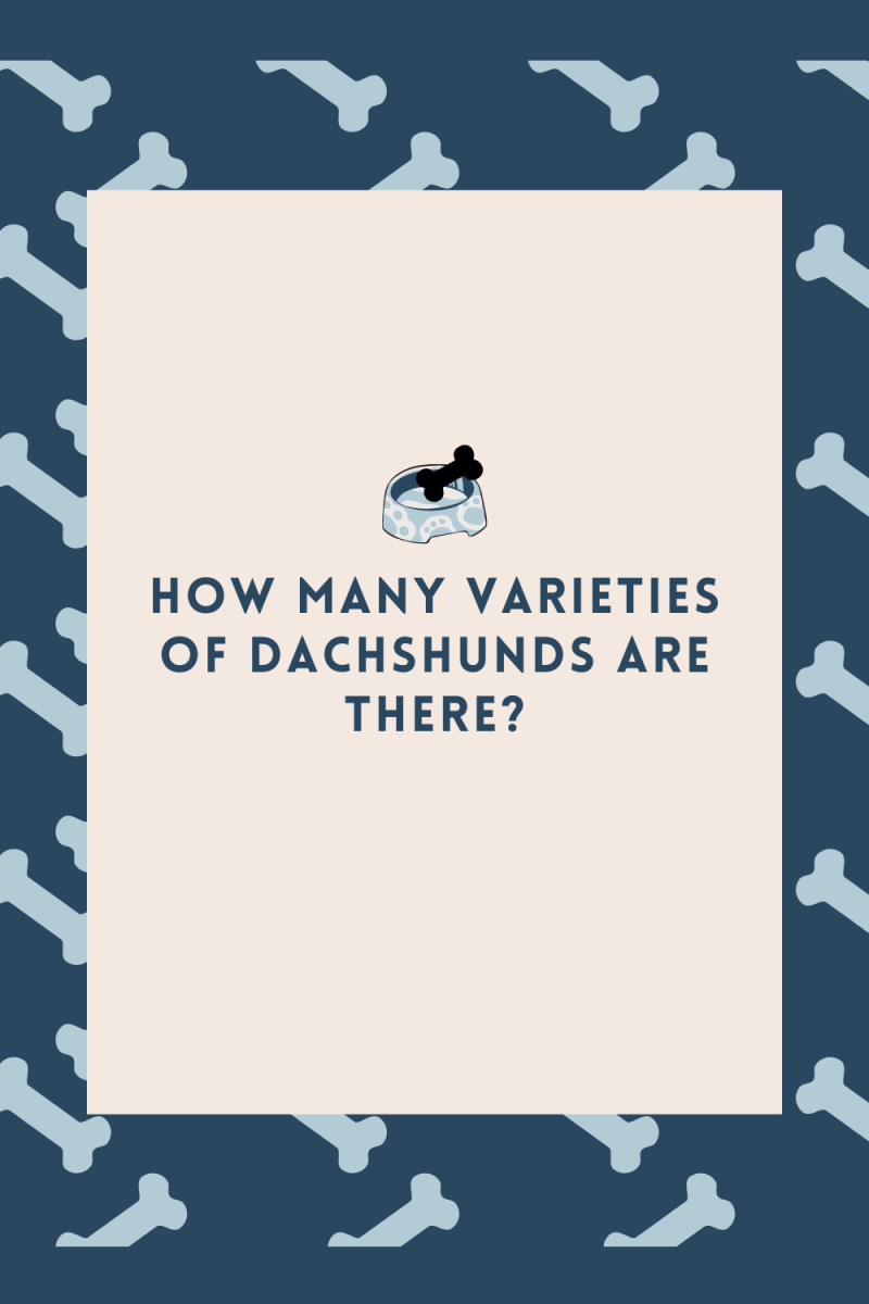 How Many Varieties of Dachshunds Are There?