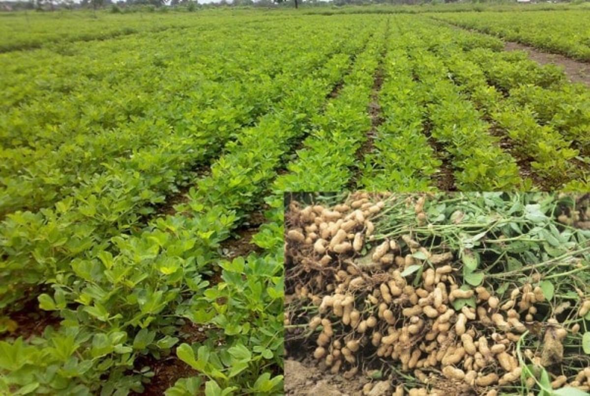 Groundnuts Cultivation  Farming and Management