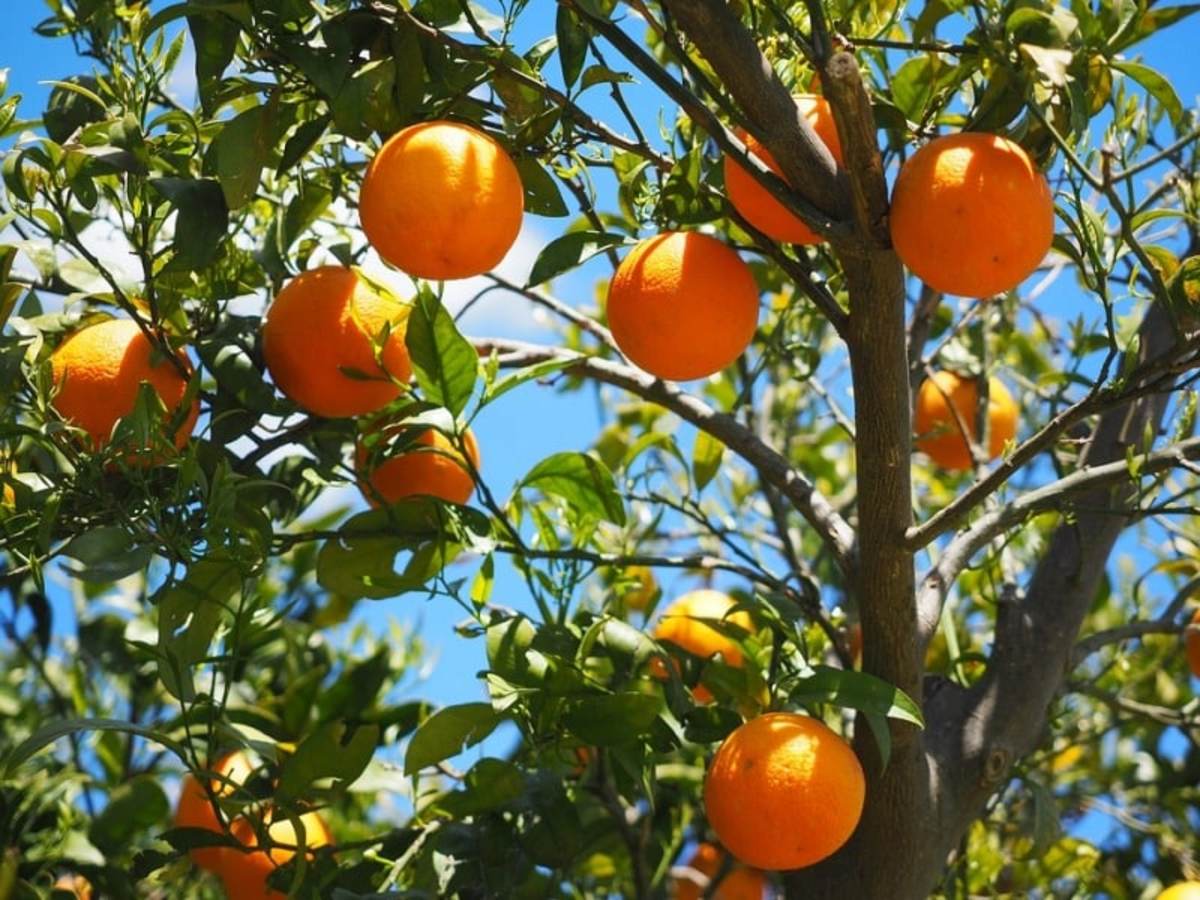 Citrus Cultivation  Farming and Management Techniques