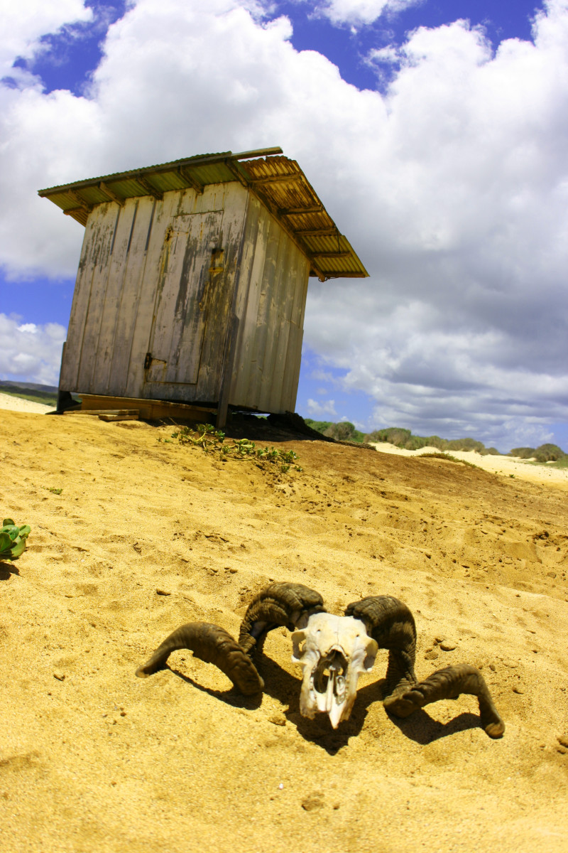 A ram skull by an old outhouse on the forbidden island of Ni'ihau, Hawaii.