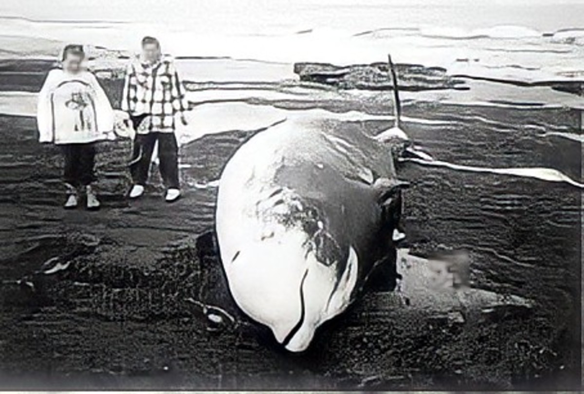 A Hector’s beaked whale that washed up on a shore.