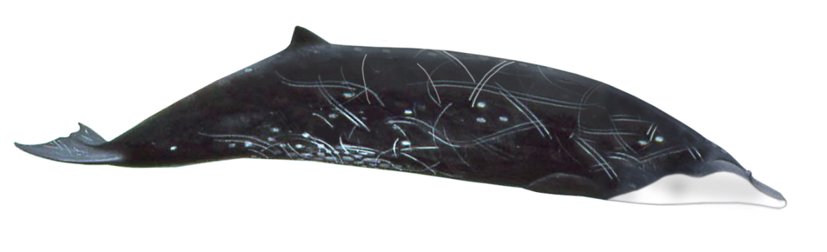 A pygmy beaked whale