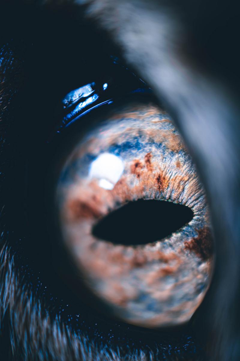Closeup of a cat's eye
