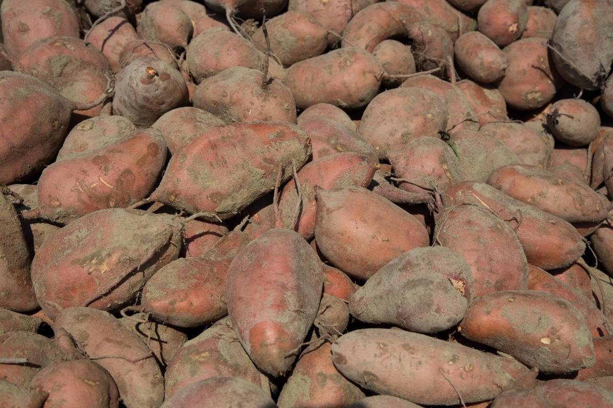 the-health-and-disadvantages-of-eating-sweet-potatoes