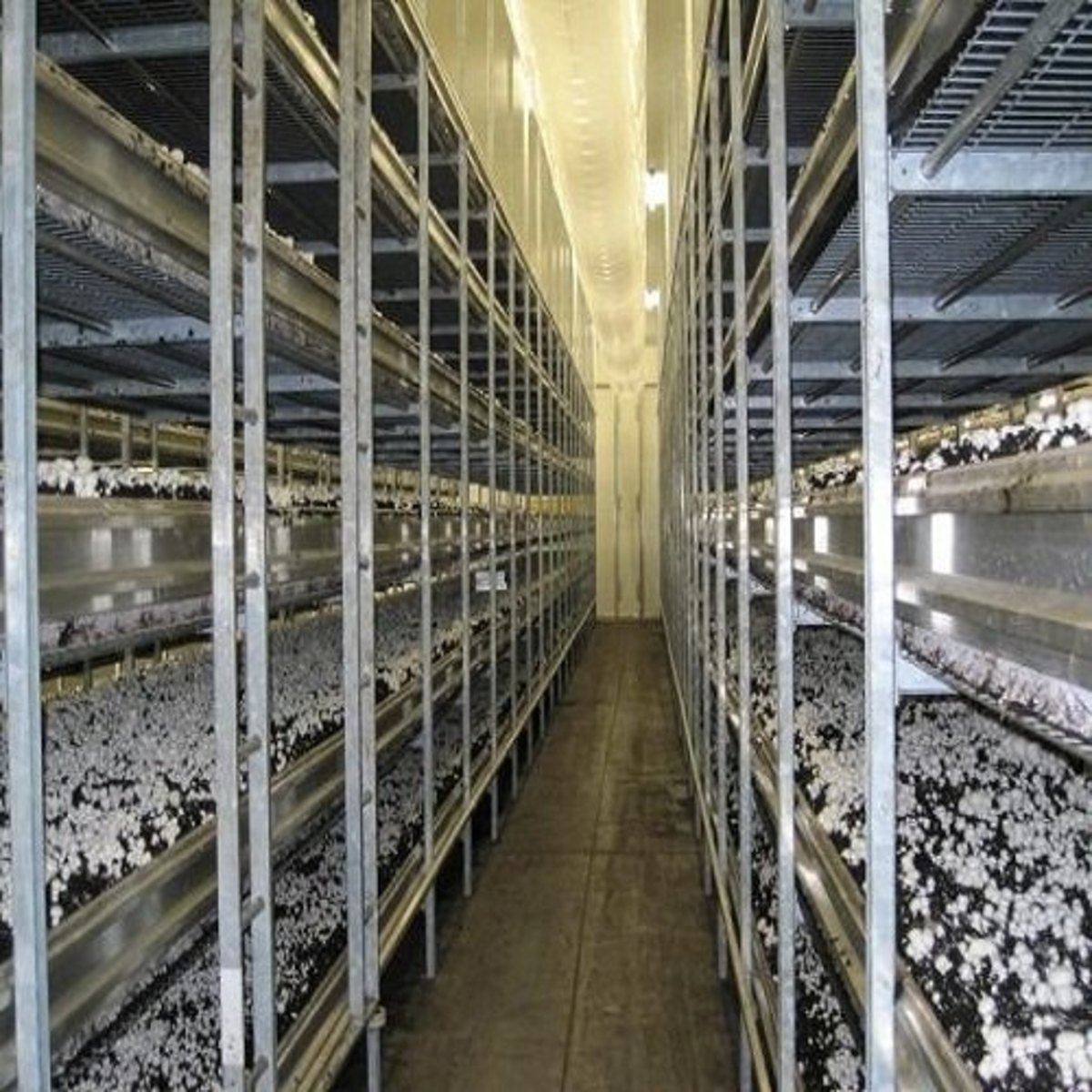 Mushroom Storage and Processing