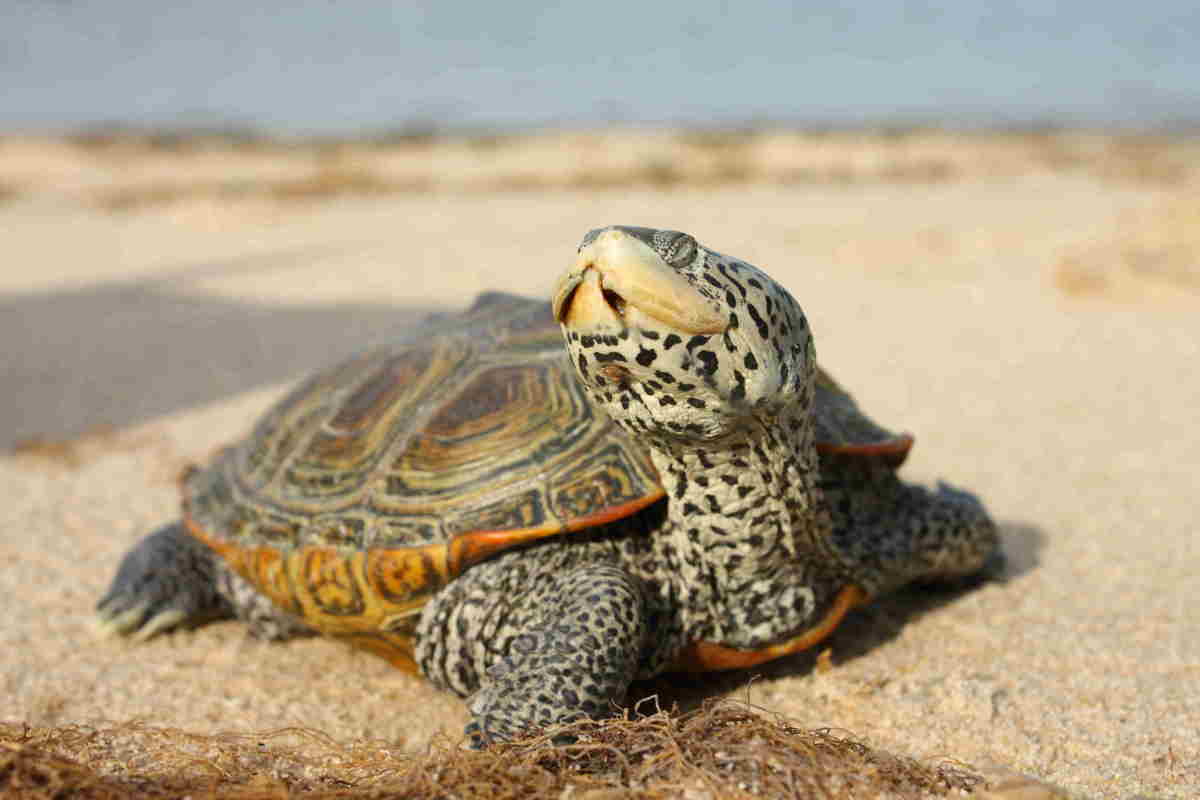 This lovable reptile is a terrapin, not a turtle but still in the turtle family., 