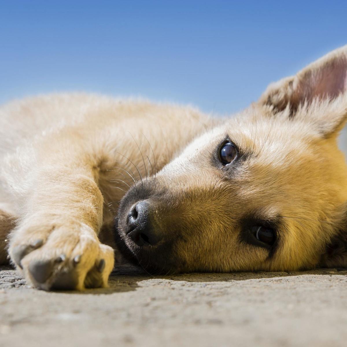 Parvo is an extremely serious illness, especially when combined with worms. 