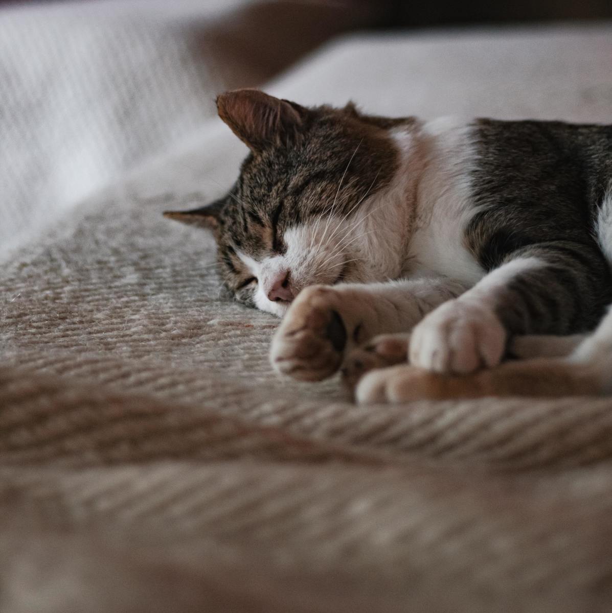 Is your cat nearing the end of his life, or is he just sick? 