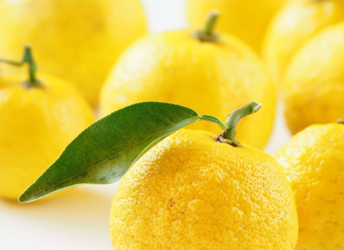 Why Is Yuzu Fruit So Expensive CalorieBee
