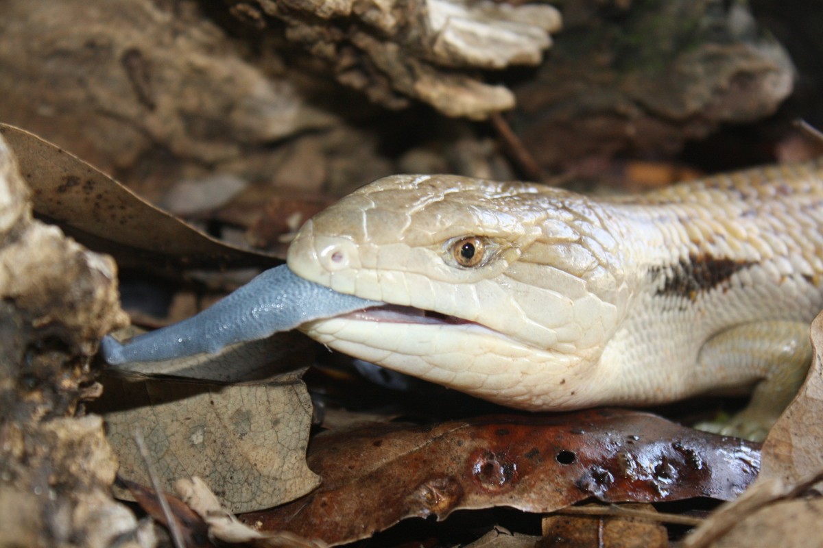 Blue Tongued Lizards In My Back Yard PetHelpful