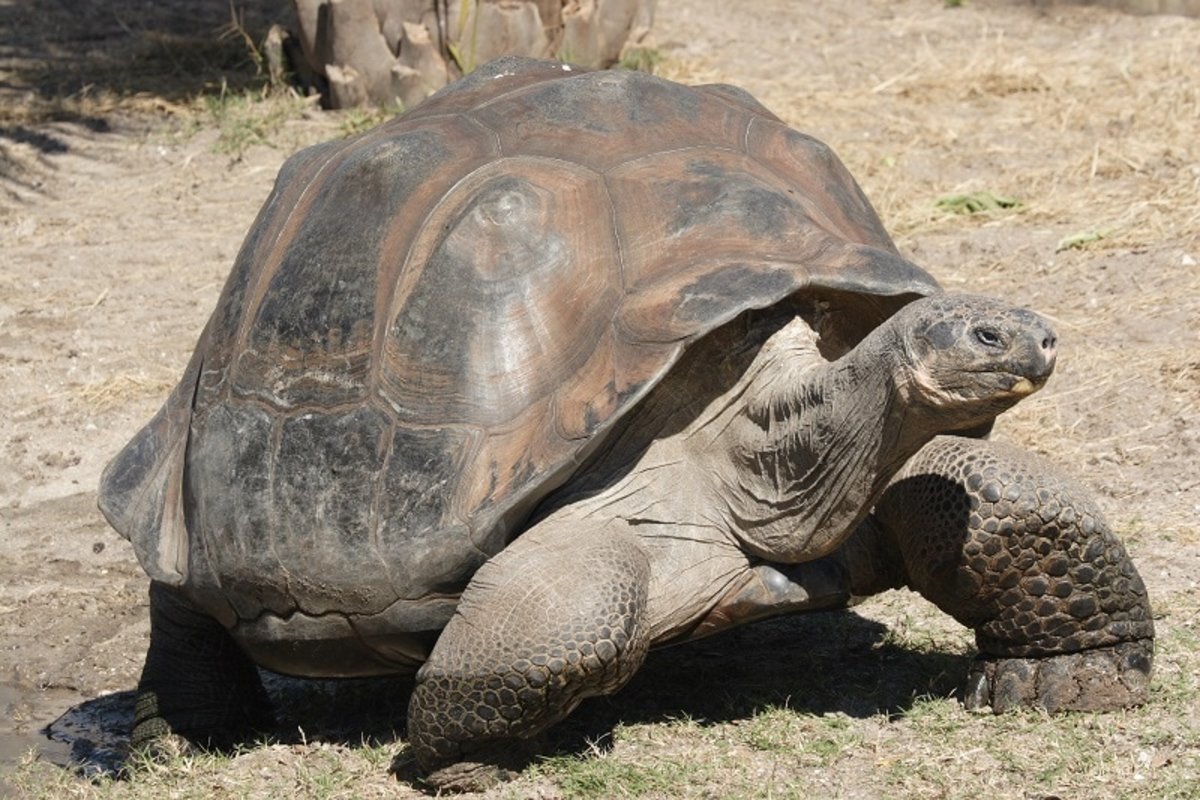Longest Living Reptile:  His name is 'Adwaita' and this Galapagos Giant Tortoise is about 255 years old, according to scientific estimates.