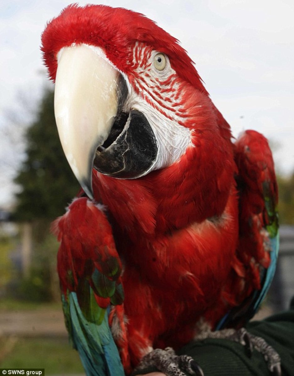 Longest Living Bird:  Poncho the Greenwing Macaw Parrot was 92-years old in 2019, living in a British pet shop and still going strong, making him the oldest living bird whose age is known for certain.