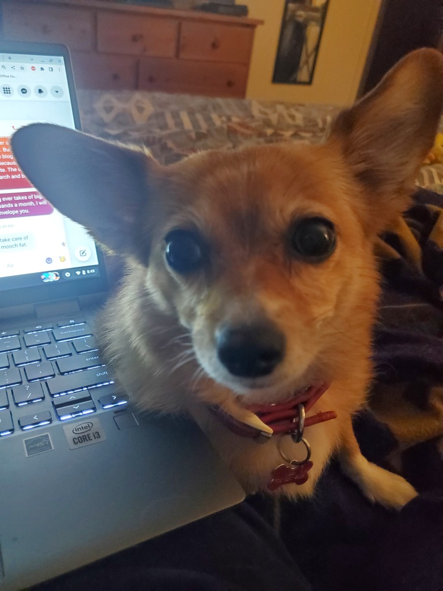 My partner in writing, Libby. Mooch doesn’t like it if she’s too far away from me. 
