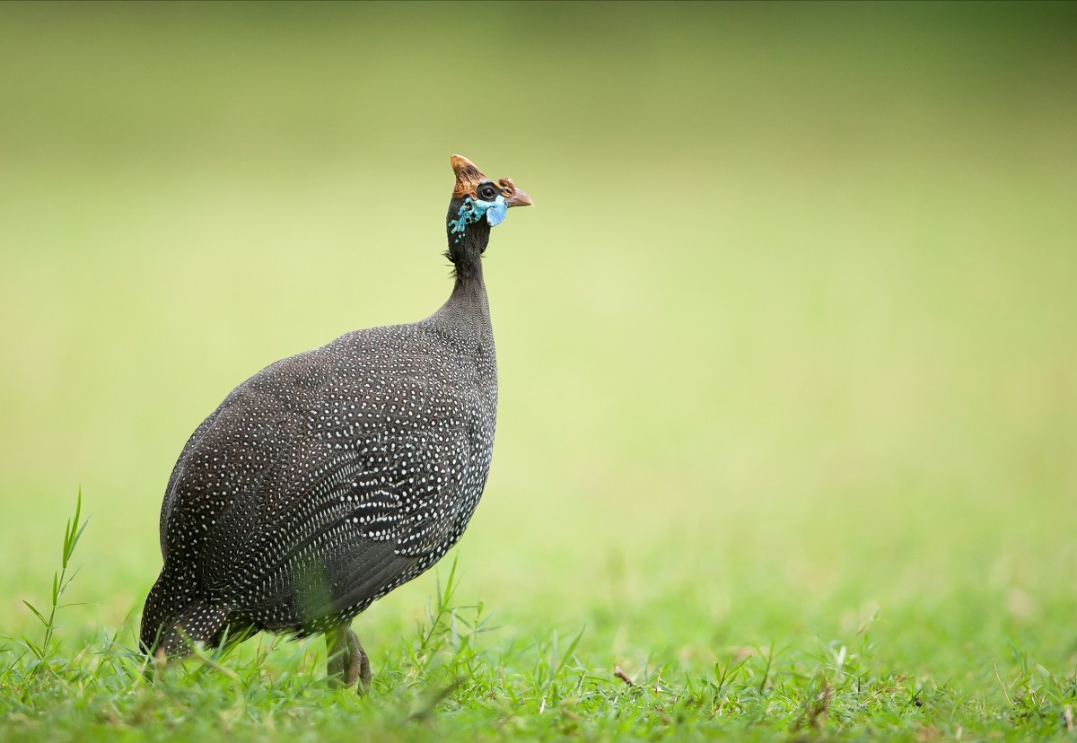 Guinea Fowl Production