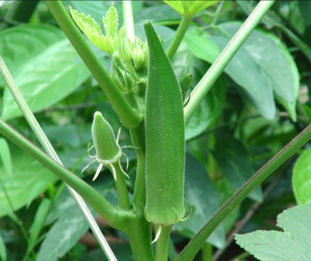 How to Grow Okra: Farming and Management Practices