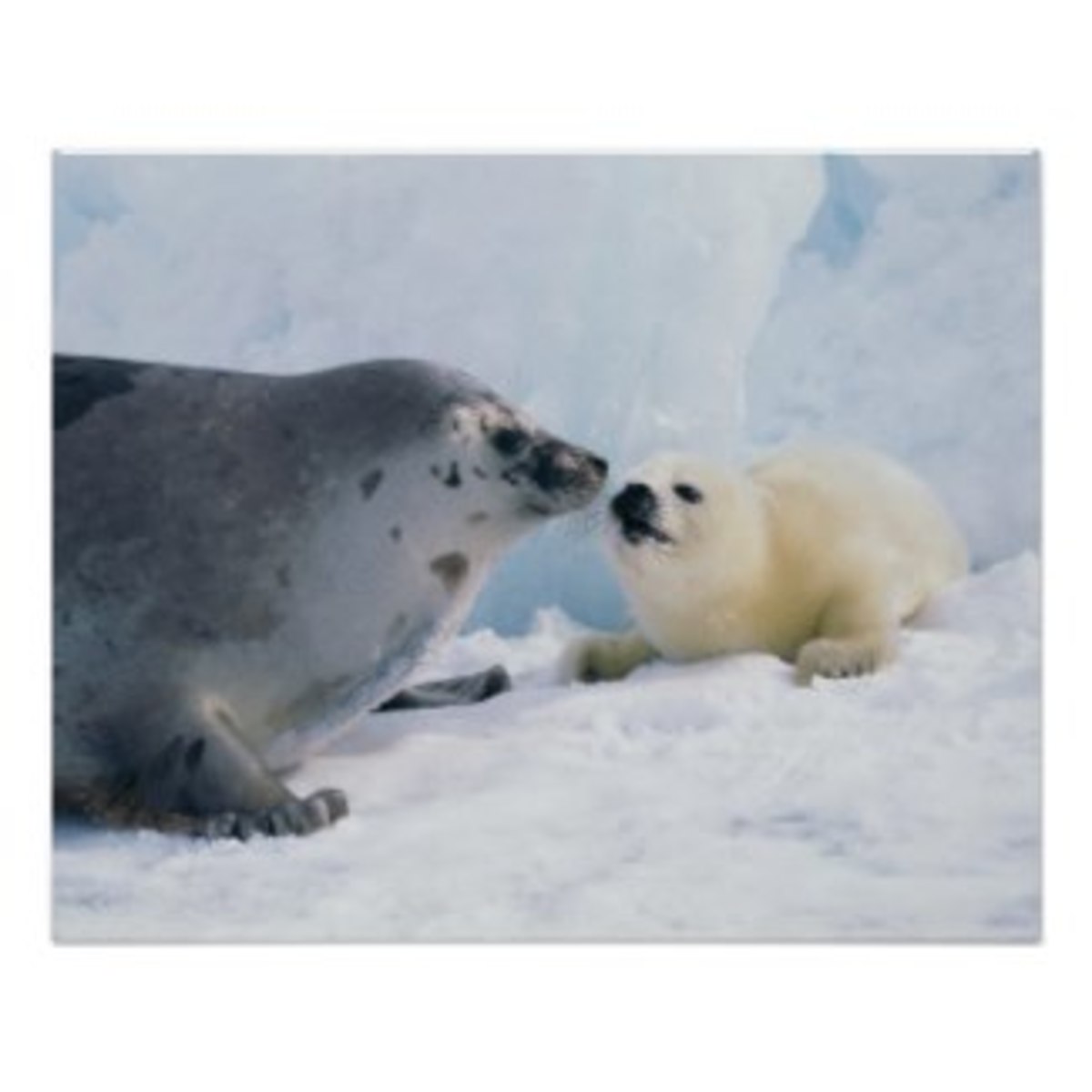 Mother and baby Harp Seals