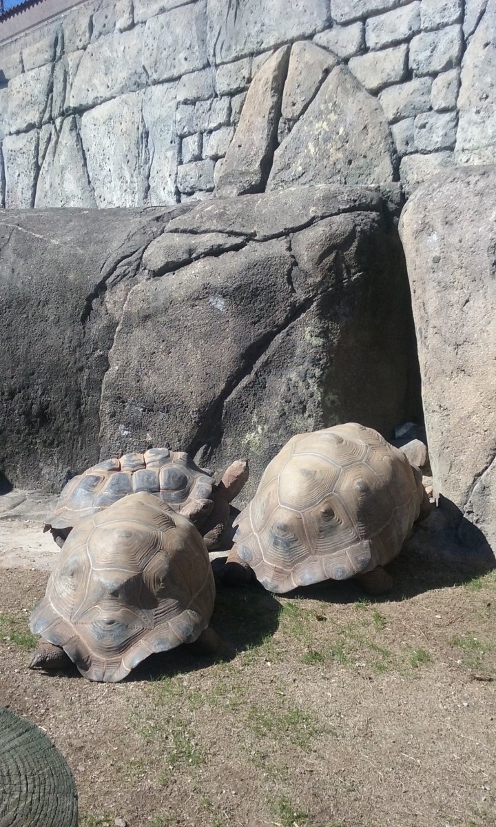 Large turtles at the Greensboro Science Center