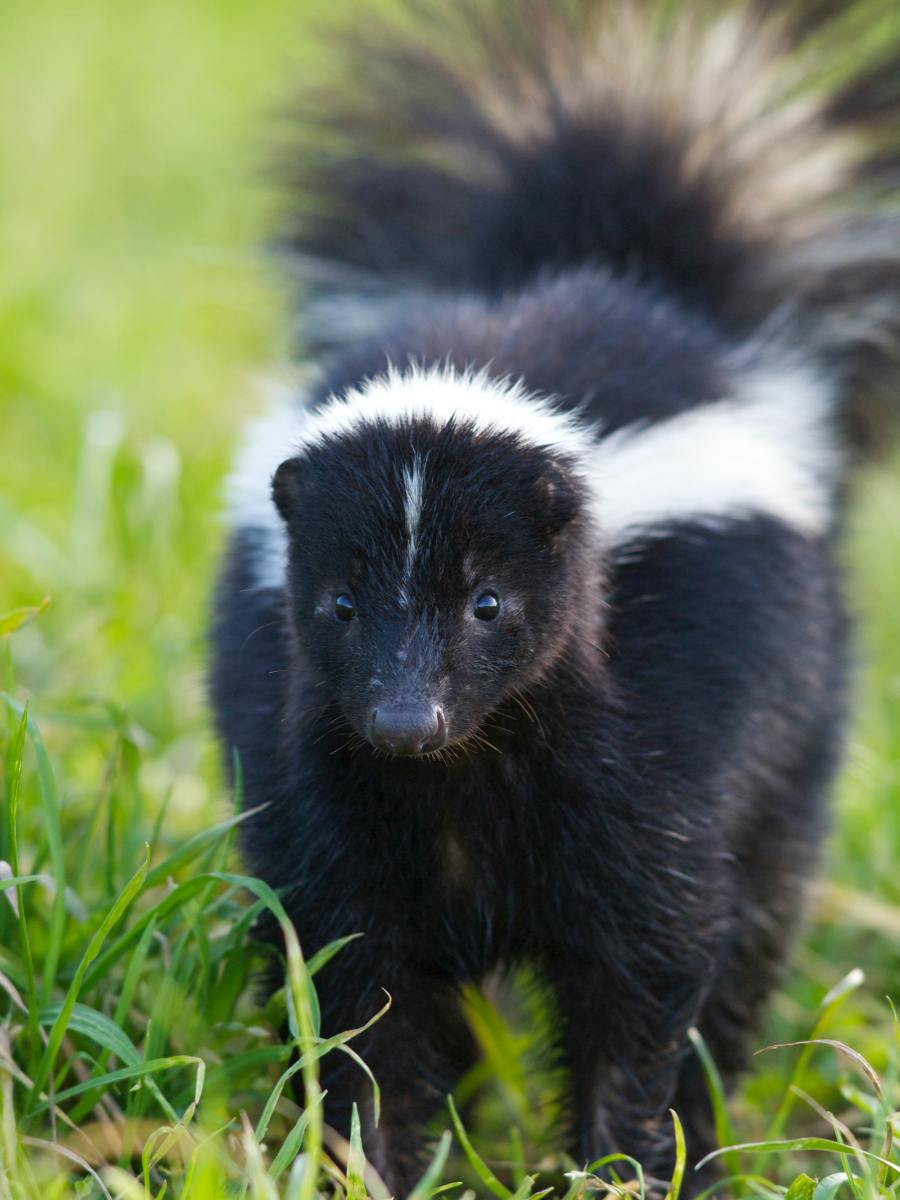 What to Do During a Skunk Encounter While Running
