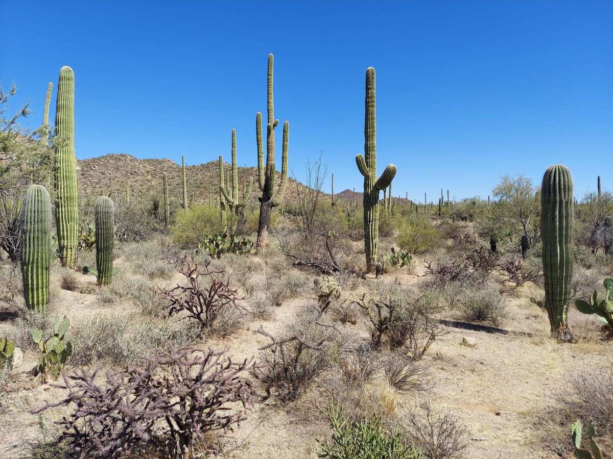Saguaro National Park: Walking in the Land of Giant Cacti