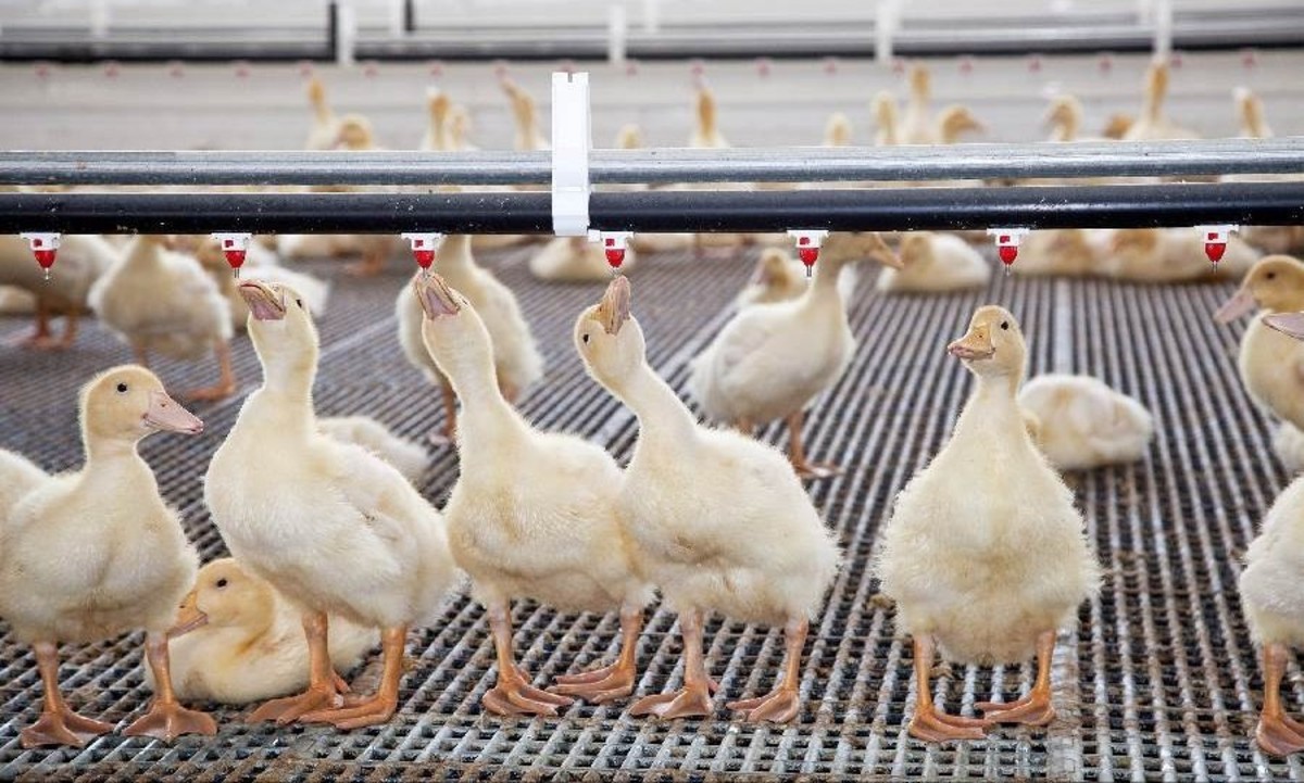 Duck Production Farming