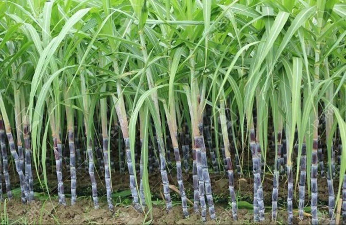 Sugarcane Cultivation Farming Techniques For Successful Production