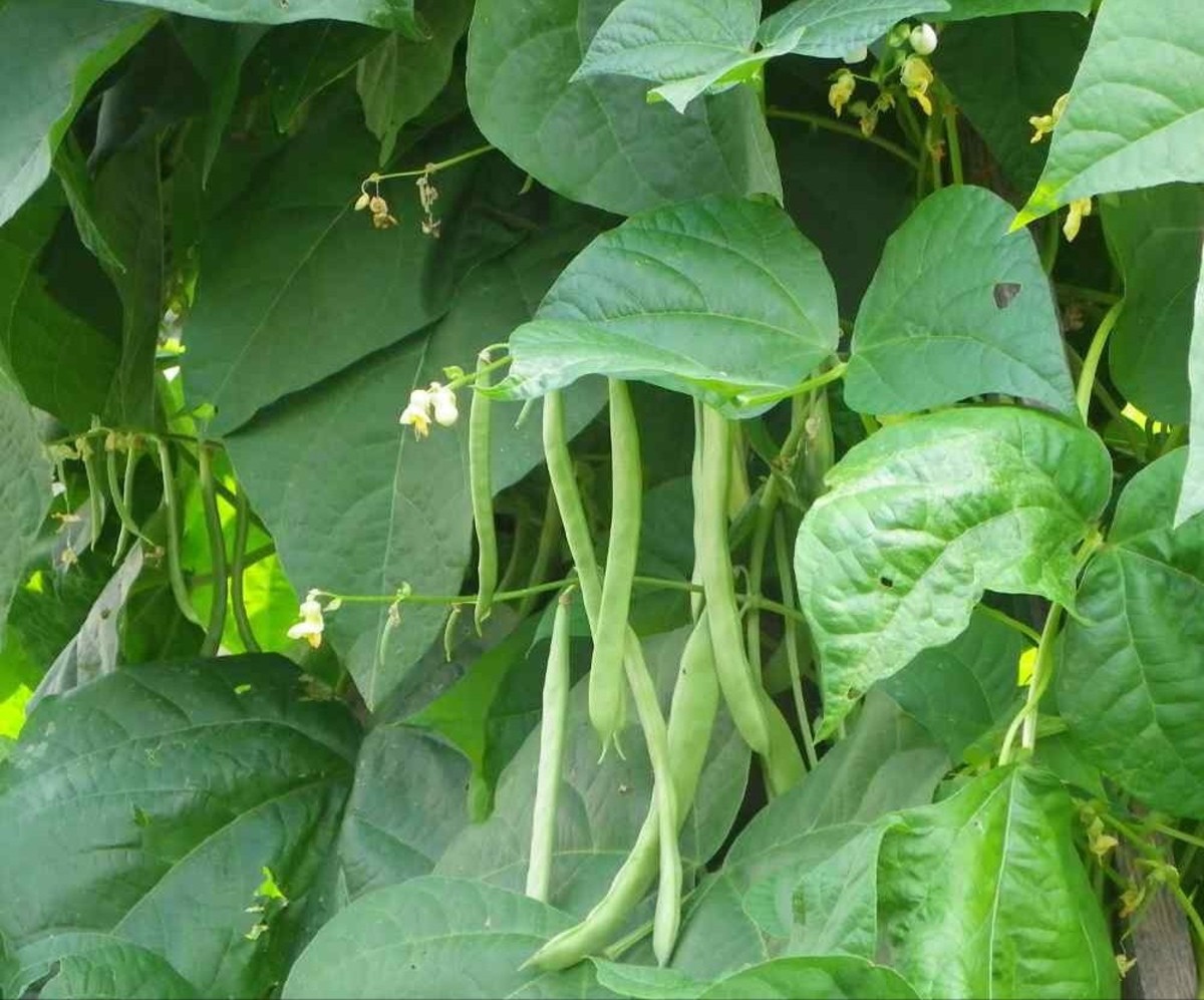 Bean Cultivation Farming