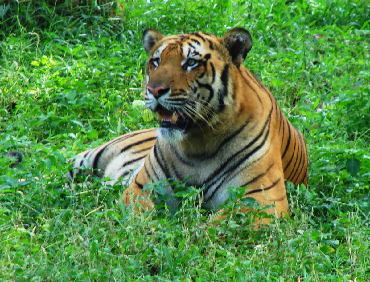 The Royal Bengal Tiger; Sipahijala, Tripura
