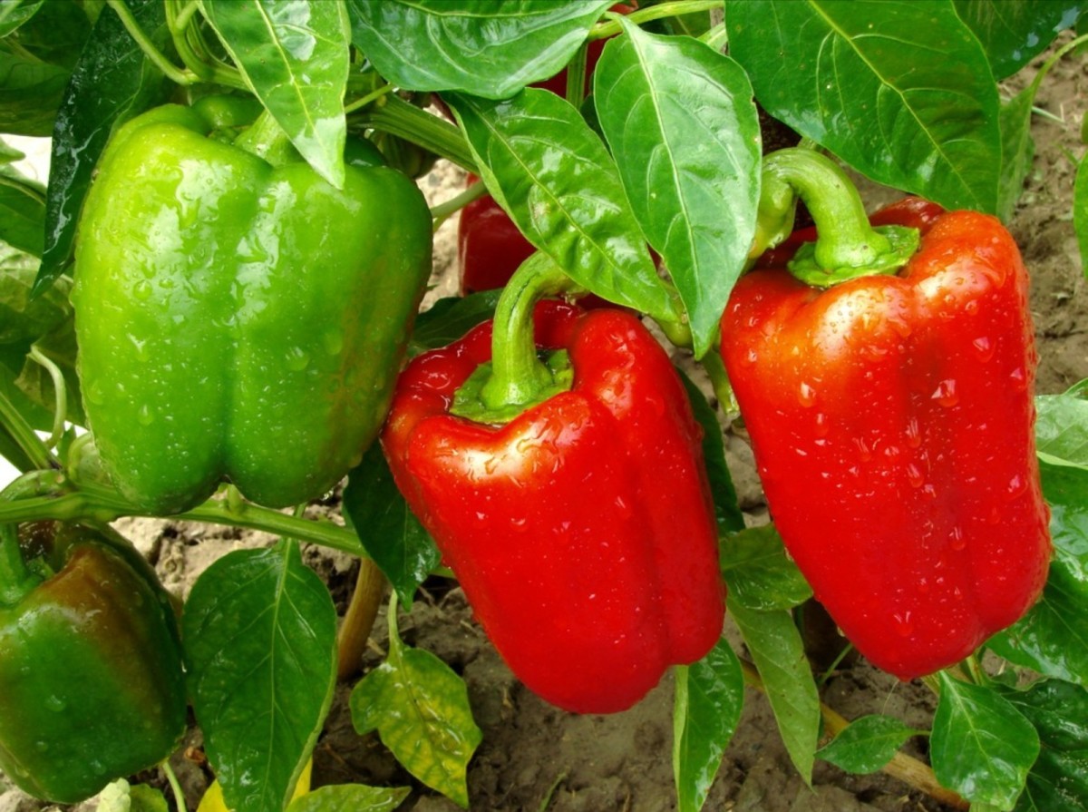 Sweet pepper Cultivation