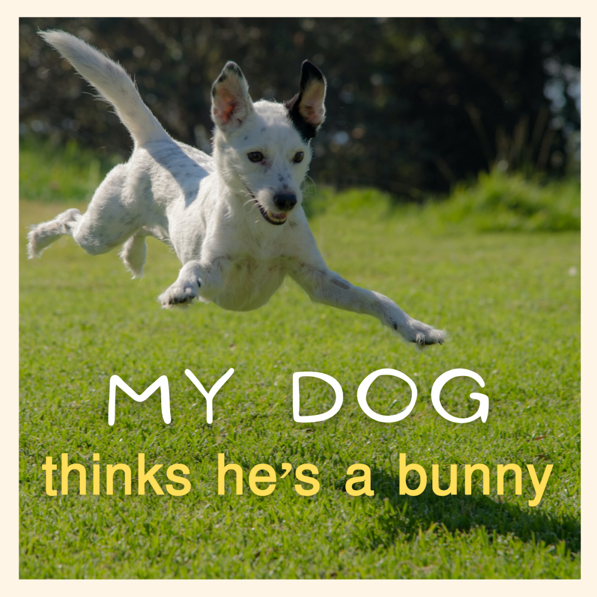 5 Causes of Bunny Hopping in Dogs