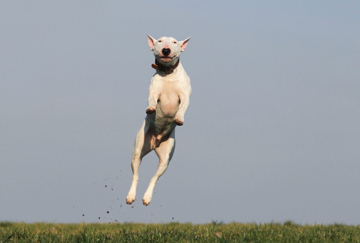 Running or hopping? Either way, this dog is having fun!