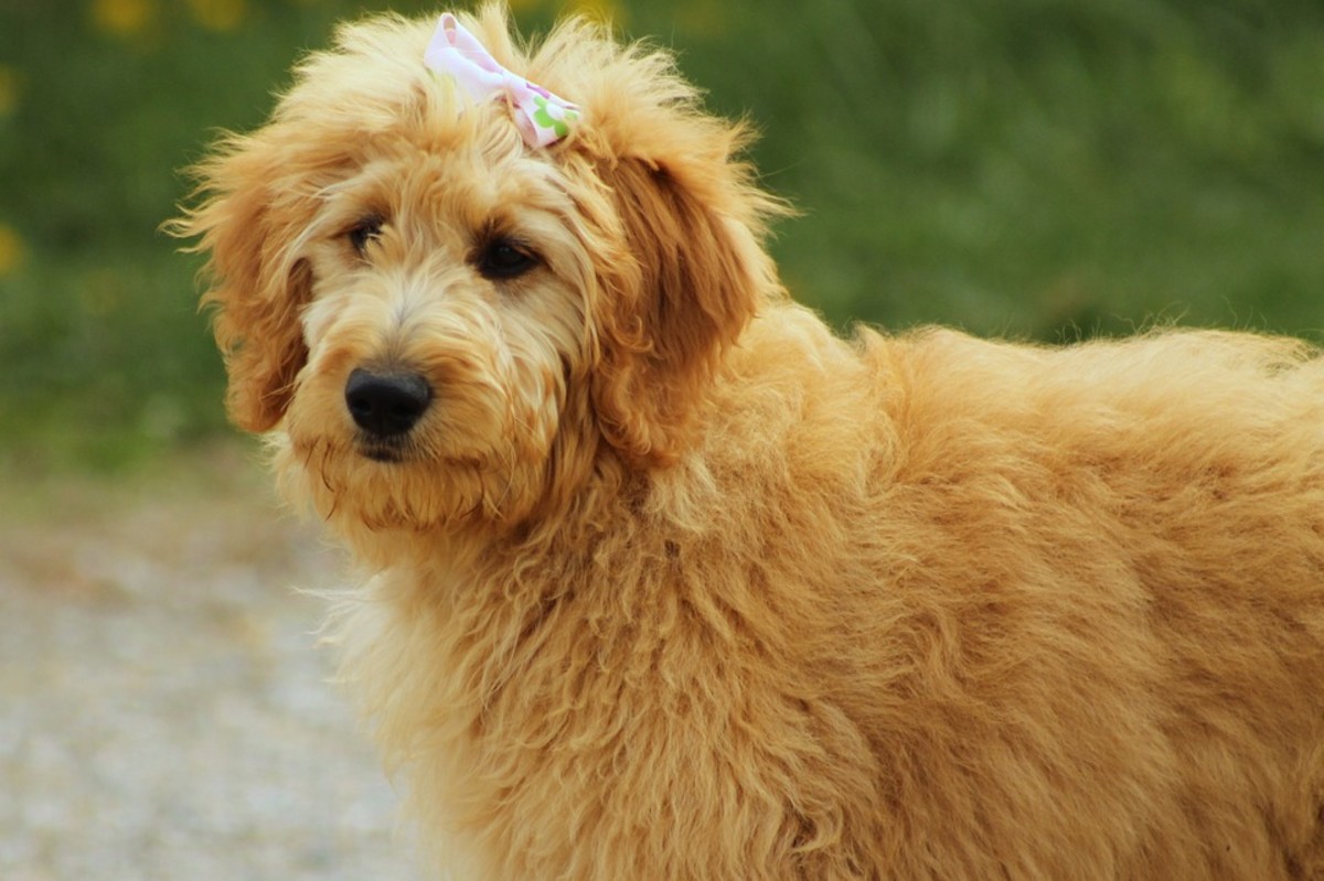 10-of-the-smartest-mixed-dog-breeds