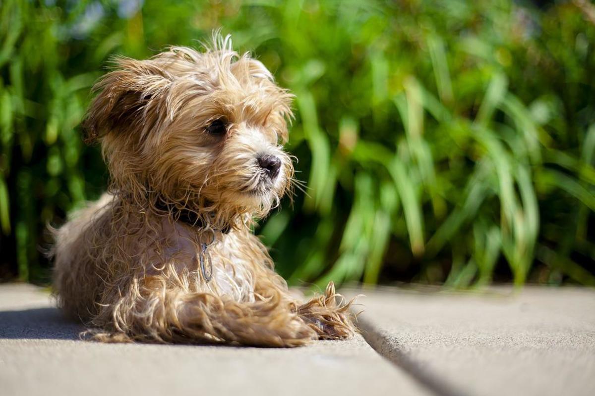 10-of-the-smartest-mixed-dog-breeds