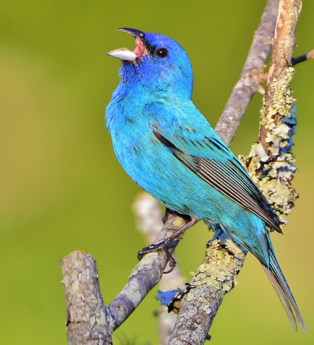 In some areas, the indigo bunting may be mistaken for a bluebird. On closer inspection, the differences are obvious.