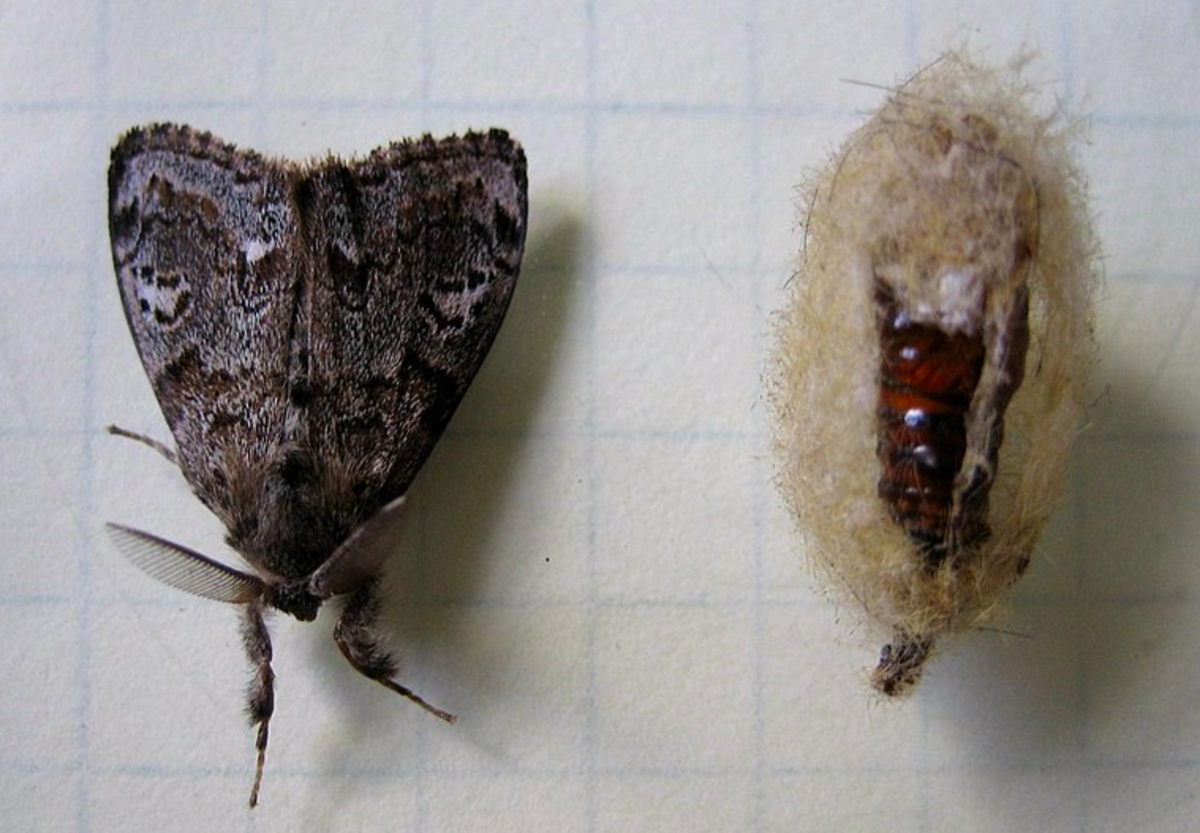 Western Tussock Moth (with cocoon)