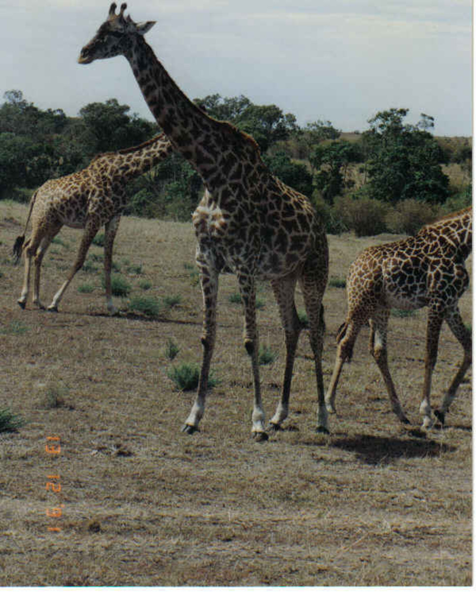 Masai Mara Safari Adventure, Kenya, Africa - Giraffe