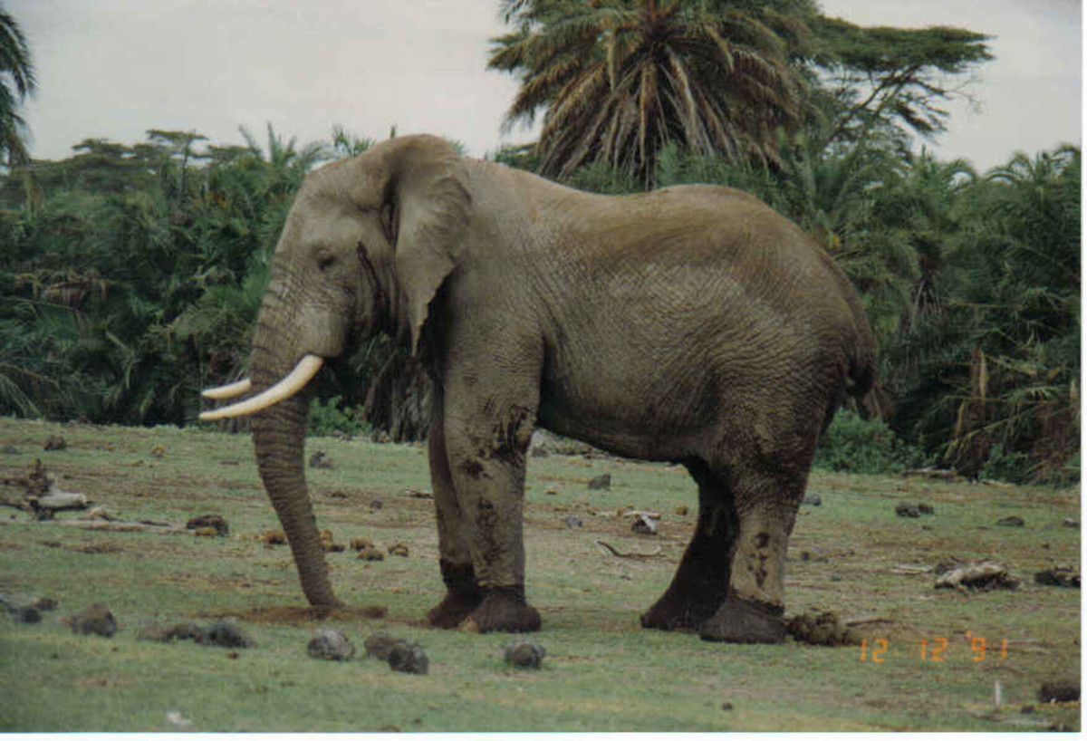 Masai Mara Safari Adventure, Kenya, Africa -Elephants