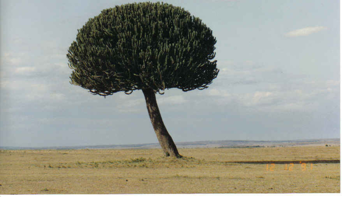 Masai Mara Safari Adventure, Kenya, Africa - The African Tree